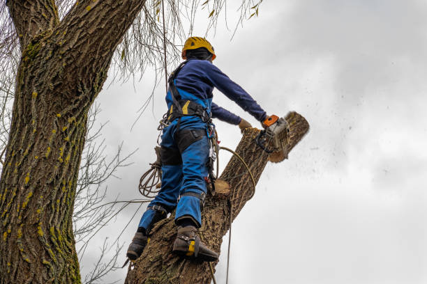 Best Tree Trimming Near Me  in Peralta, NM